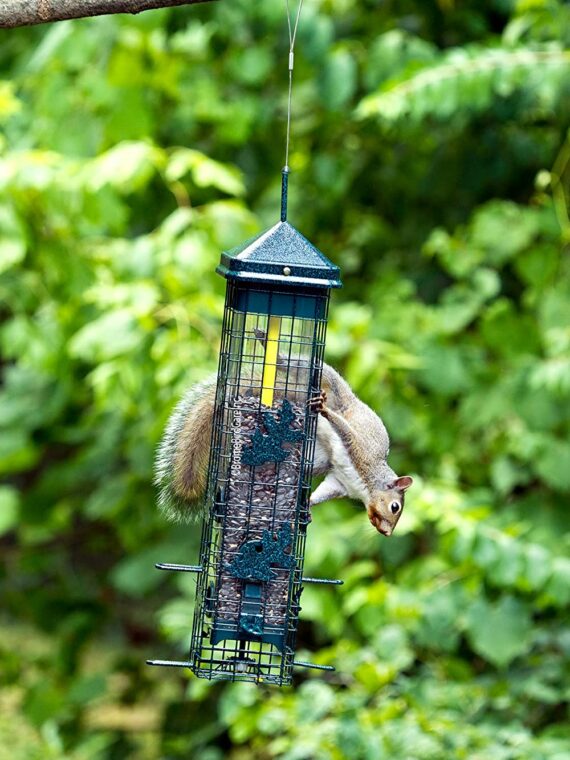 Brome Squirrel Solution 200 Squirrel-Proof Wild Bird Feeder, 6 Ports, 3.4 lb Capacity, Free Seed Funnel, Chew Proof, UV Resistant