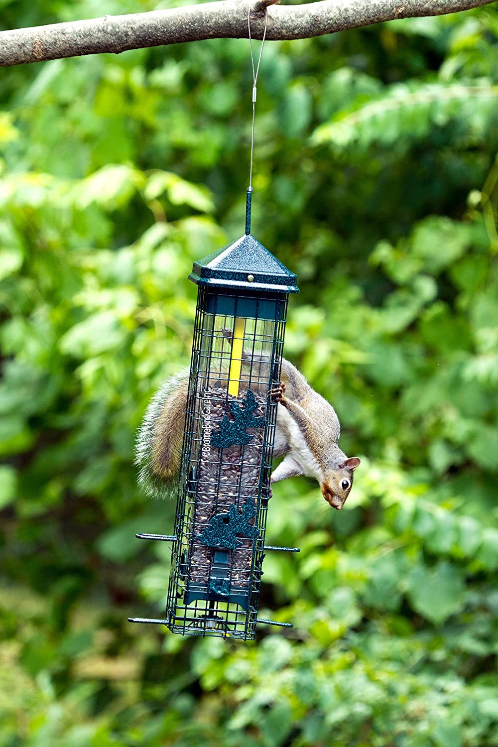 Brome Squirrel Solution 200 Squirrel-Proof Wild Bird Feeder, 6 Ports, 3.4 lb Capacity, Free Seed Funnel, Chew Proof, UV Resistant
