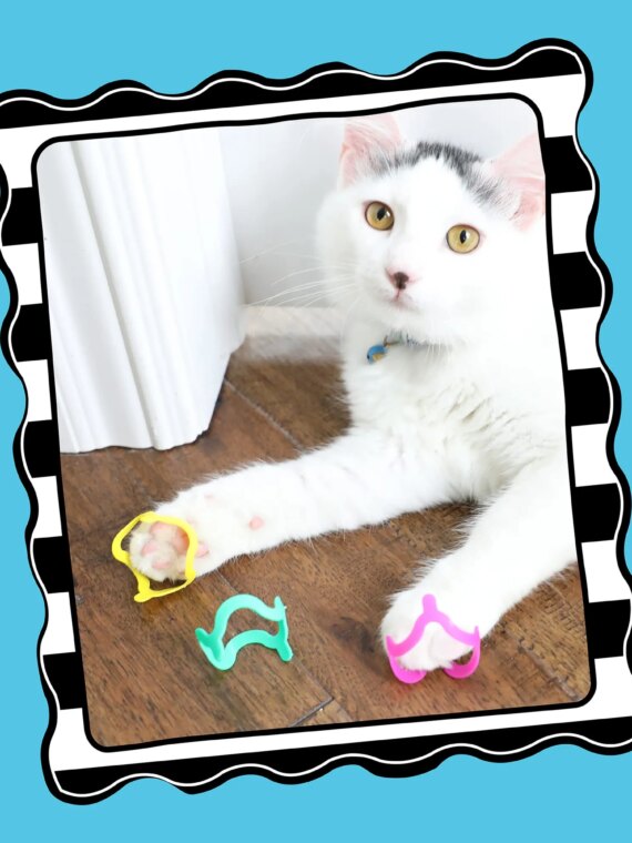 Cat Crazies Interactive Cat Toys Multi-Pack - Durable, Lightweight, Vibrant Design for Engaging Play