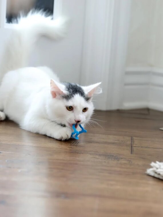 Cat Crazies Interactive Cat Toys Multi-Pack - Durable, Lightweight, Vibrant Design for Engaging Play