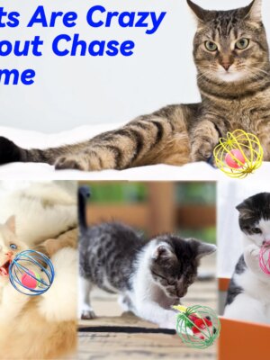 CatPlay Interactive Indoor Cat Toy Set – 6 Rolling Balls with Feathers & Bells for Engaging Play