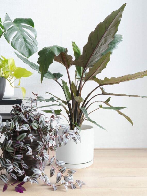 D'vine Dev 10" White Ceramic Planter Pot with Drainage Hole & Saucer, Modern Cylindrical Design