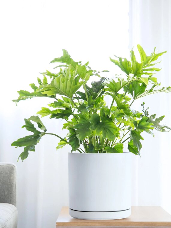 D'vine Dev 10" White Ceramic Planter Pot with Drainage Hole & Saucer, Modern Cylindrical Design