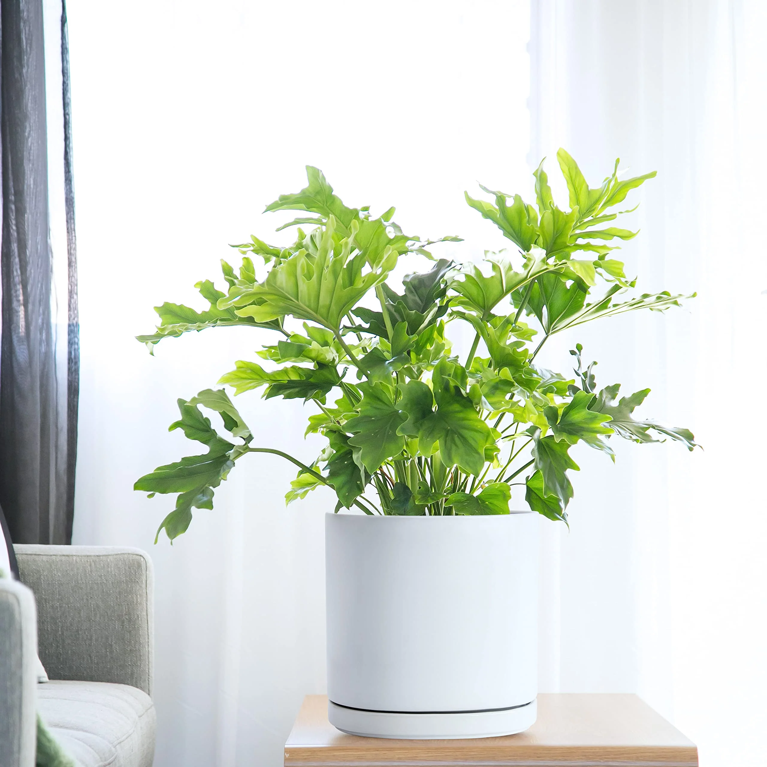 D'vine Dev 10" White Ceramic Planter Pot with Drainage Hole & Saucer, Modern Cylindrical Design