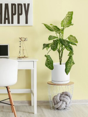 D’vine Dev 10″ White Ceramic Planter Pot with Drainage Hole & Saucer, Modern Cylindrical Design