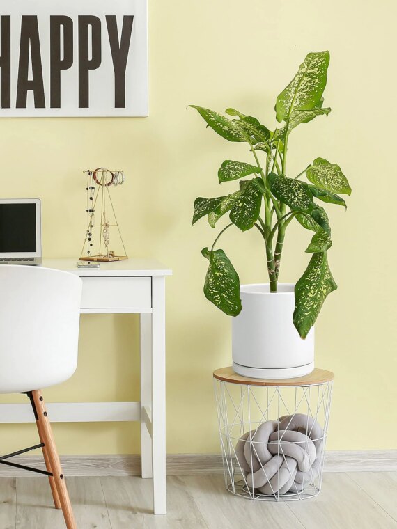 D'vine Dev 10" White Ceramic Planter Pot with Drainage Hole & Saucer, Modern Cylindrical Design