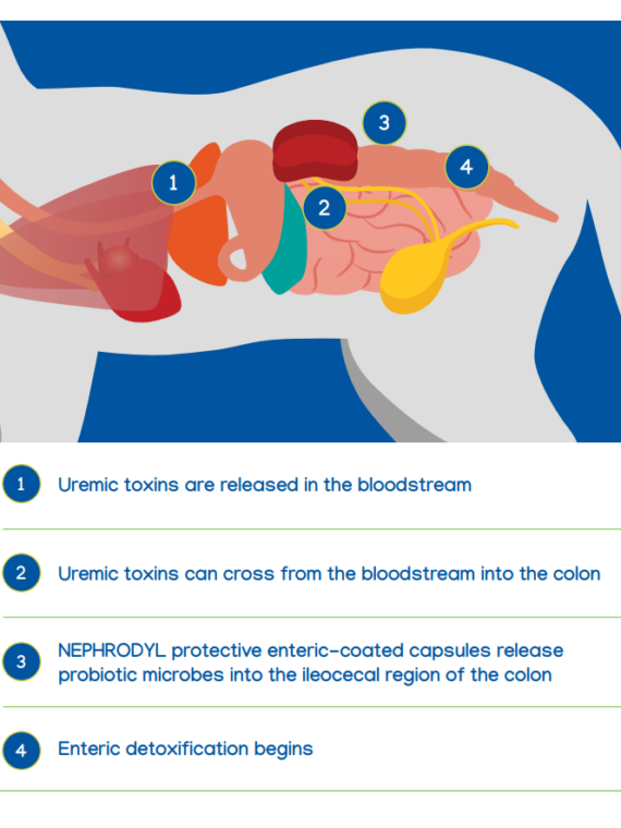 Nephrodyl Synbiotic Kidney Support Capsules for Dogs & Cats, 60 Count