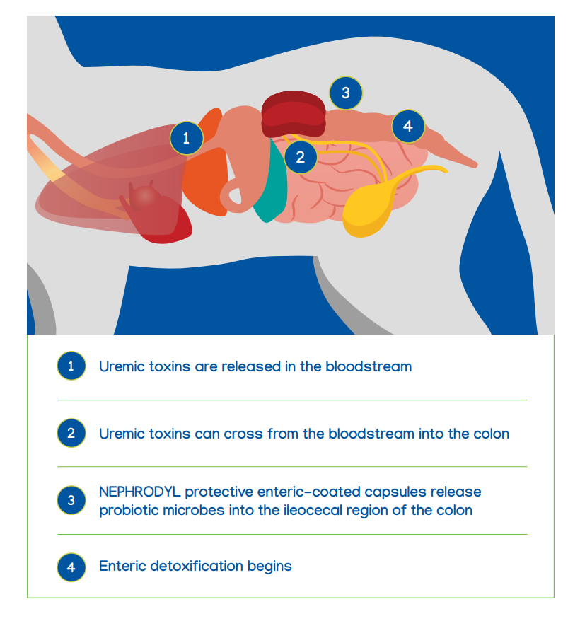 Nephrodyl Synbiotic Kidney Support Capsules for Dogs & Cats, 60 Count