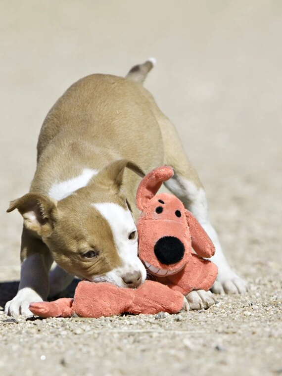 Original International Loofa Dog Mini 6-Inch Plush Toy with Squeaker for Small Dogs