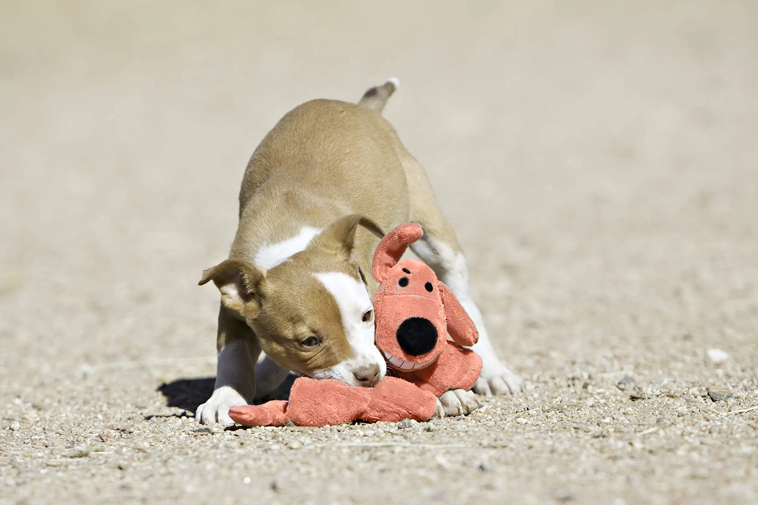Original International Loofa Dog Mini 6-Inch Plush Toy with Squeaker for Small Dogs