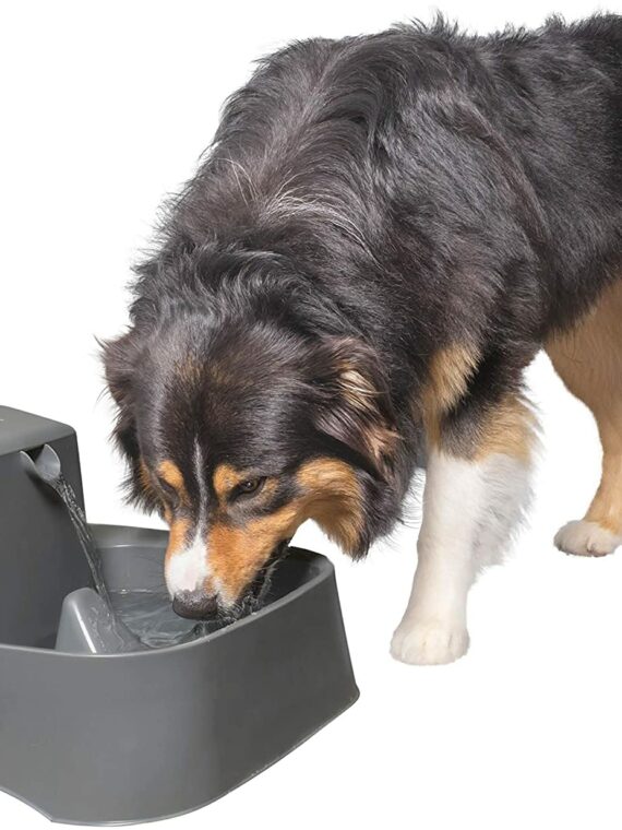 PetSafe Drinkwell Pet Fountain, Adjustable Flow, 1/2-Gallon Capacity, for Cats & Small Dogs