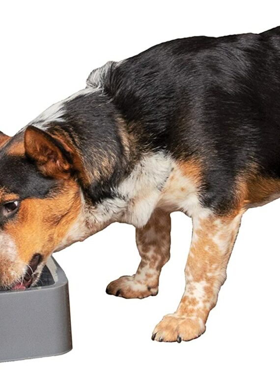 PetSafe Drinkwell Pet Fountain, Adjustable Flow, 1/2-Gallon Capacity, for Cats & Small Dogs