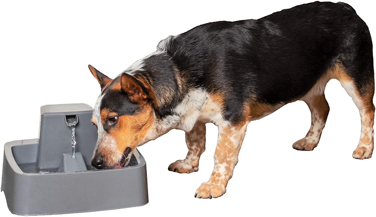 PetSafe Drinkwell Pet Fountain, Adjustable Flow, 1/2-Gallon Capacity, for Cats & Small Dogs